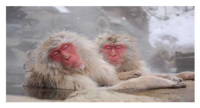 lozano maths lurçat japon macaques-1.jpg