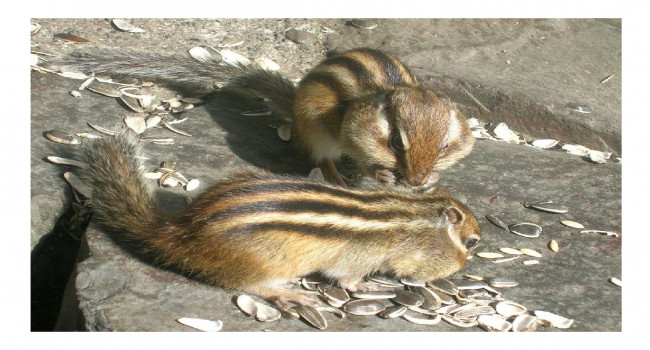 lozano maths lurçat japon tamias-1.jpg