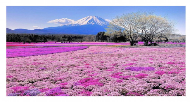 lozano maths lurçat japon cerisiersfujipdf-1.jpg