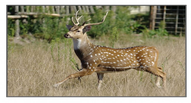 lozano maths lurçat japon cerfsika-1.jpg