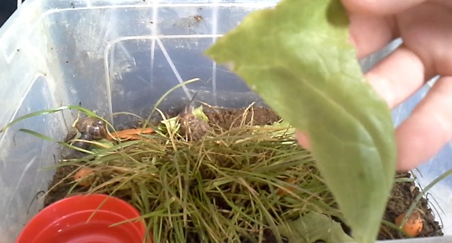 lozano os/escargot alimentation