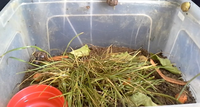 lozano os/escargot humidification