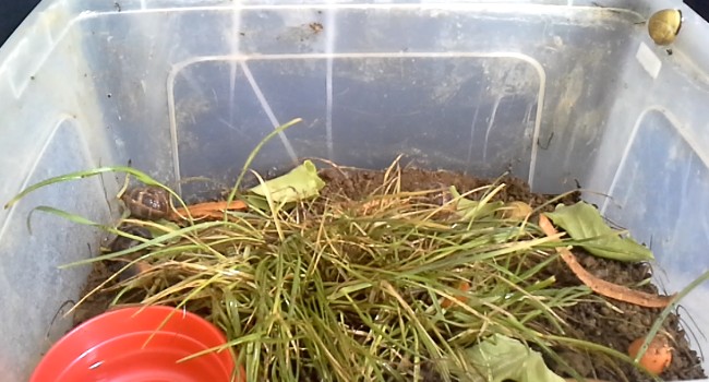 lozano os/escargot habitat