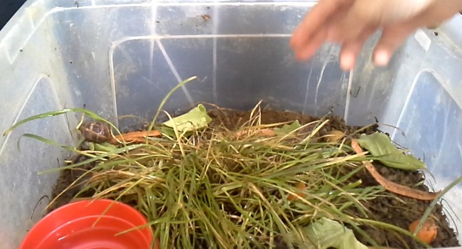 lozano os/escargot especes