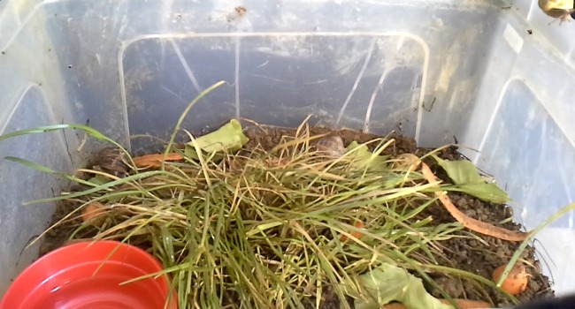 lozano os/escargot remerciements